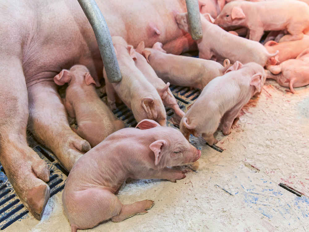 Przemyślany koncept higieny dla poprawy statusu zdrowotnego prosiąt