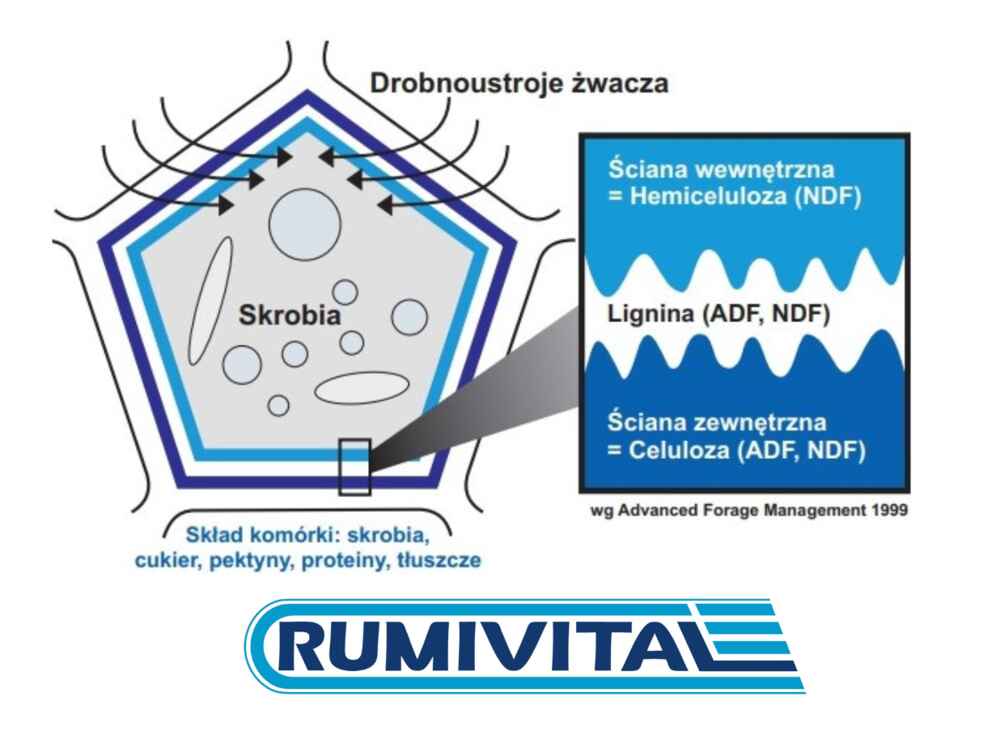 RUMIVITAL optymalizuje fermentację w żwaczu