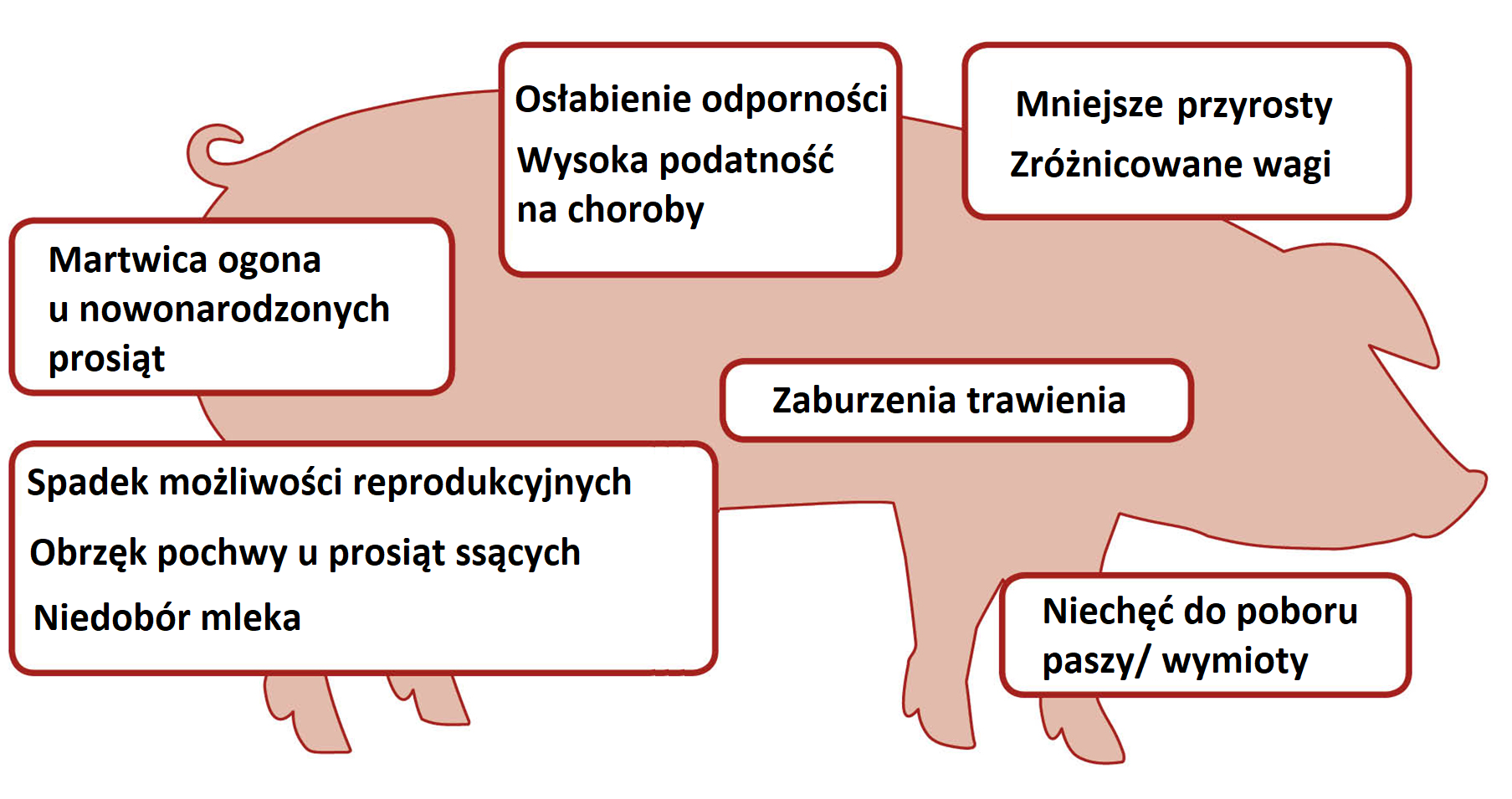  Oddziaływanie toksyn na organizm świni