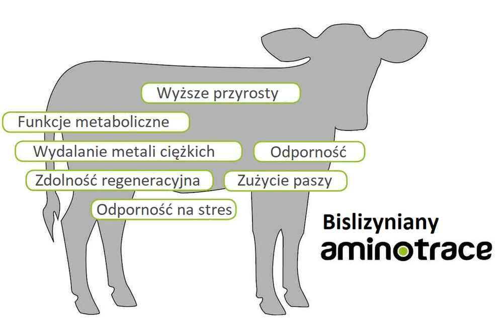 Wyższe dzienne przyrosty cieląt z bislizynianami AMINOTRACE