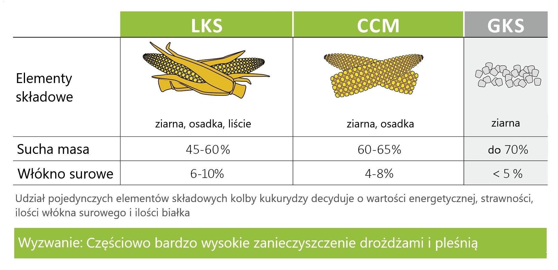 Parametry dojrzałych roślin kukurydzy