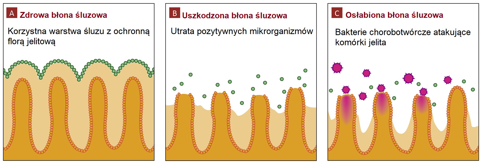 Zdrowa błona śluzowa