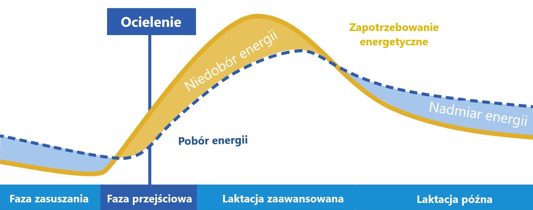 Zapotrzeboowanie energetyczne a pobór laktacji
