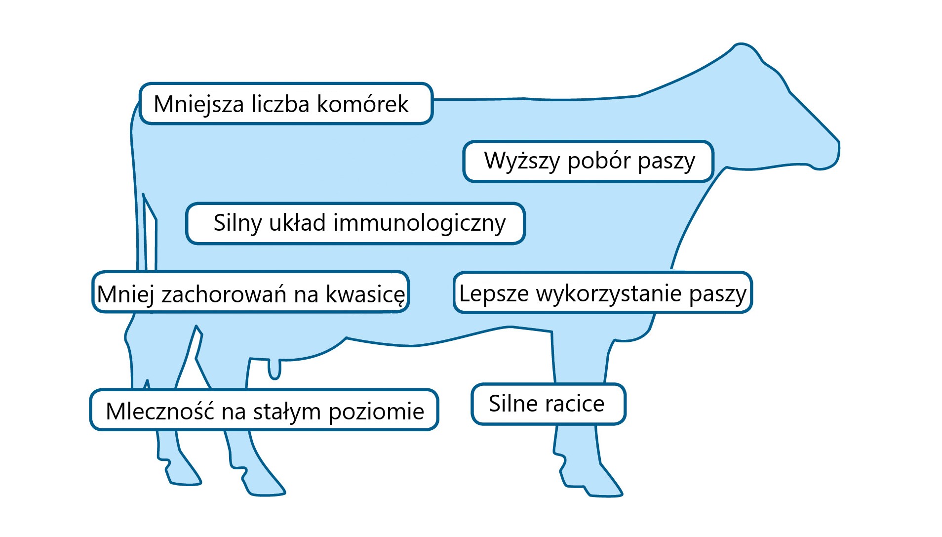 Efekt poprawy metabolizmu krów