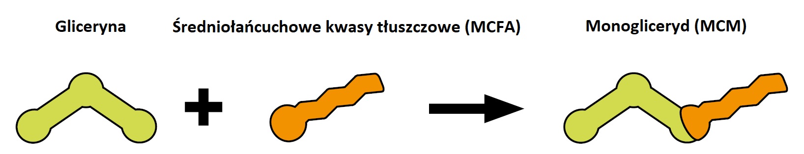 Schemat cząsteczki średniołańcuchowych kwasów tłuszczowych (MCFA) i ich monoglicerydów (MCM)