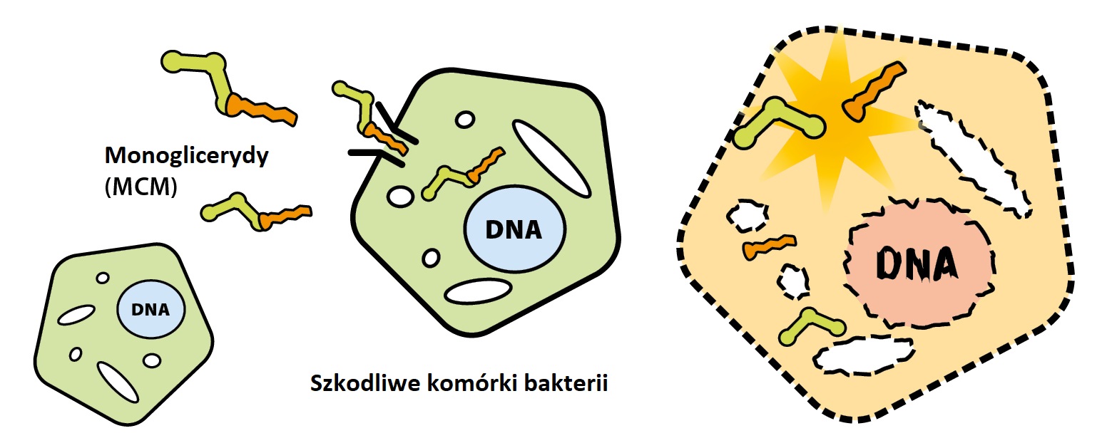 Schemat działania monoglicerydów (MCM)