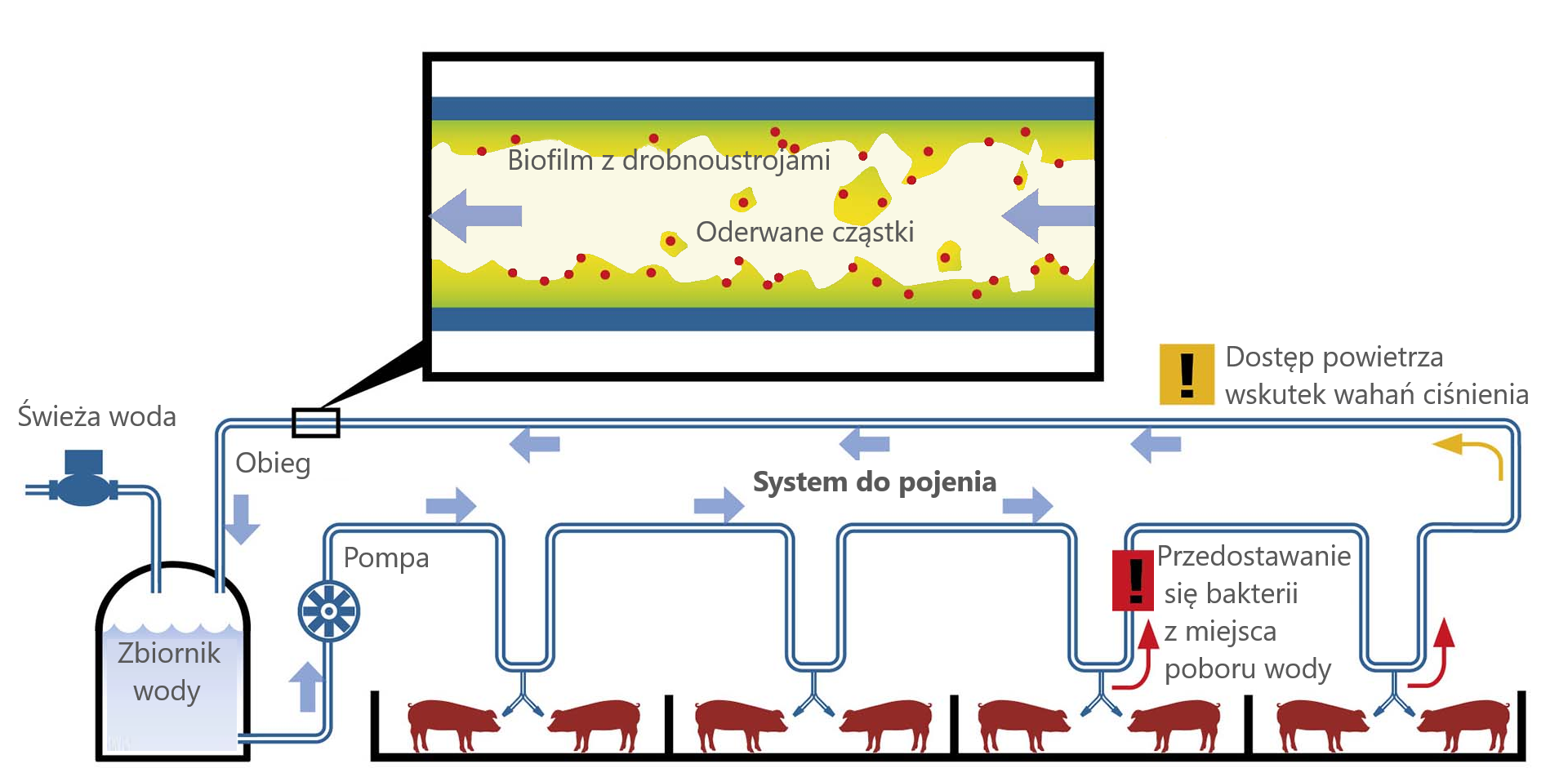 Powstawanie biofilmu w zamkniętej instalacji wodnej