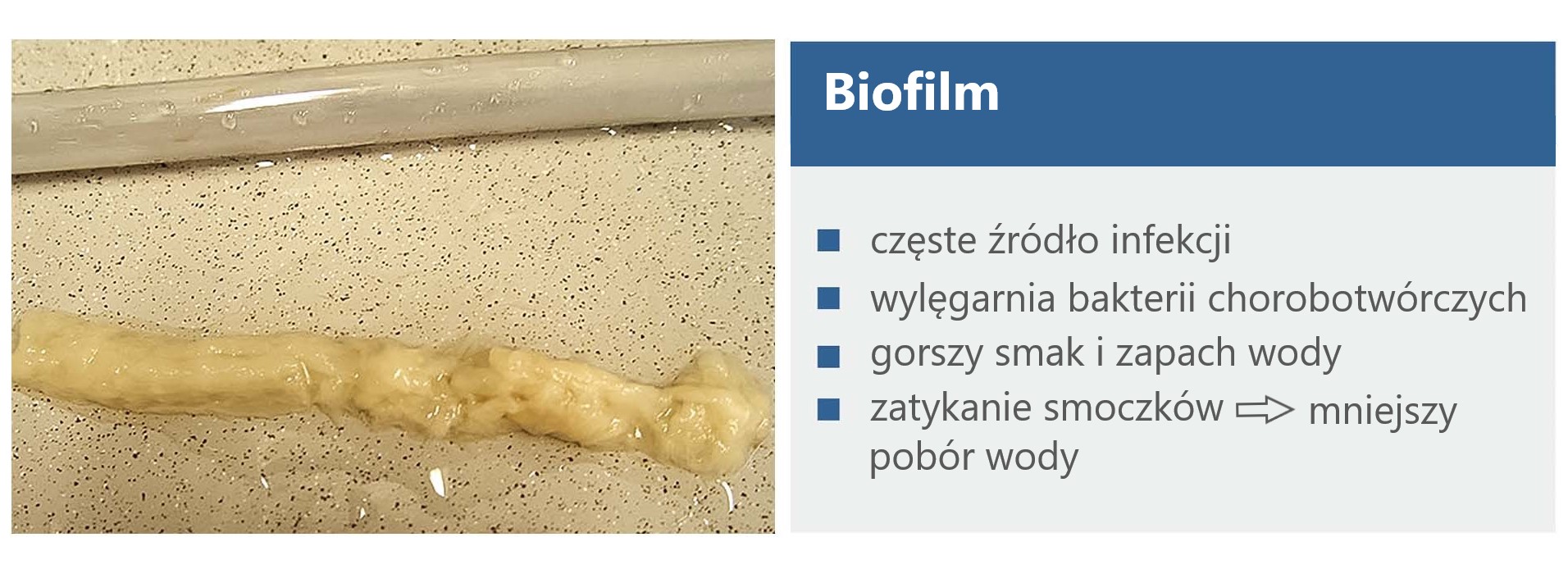Biofilm