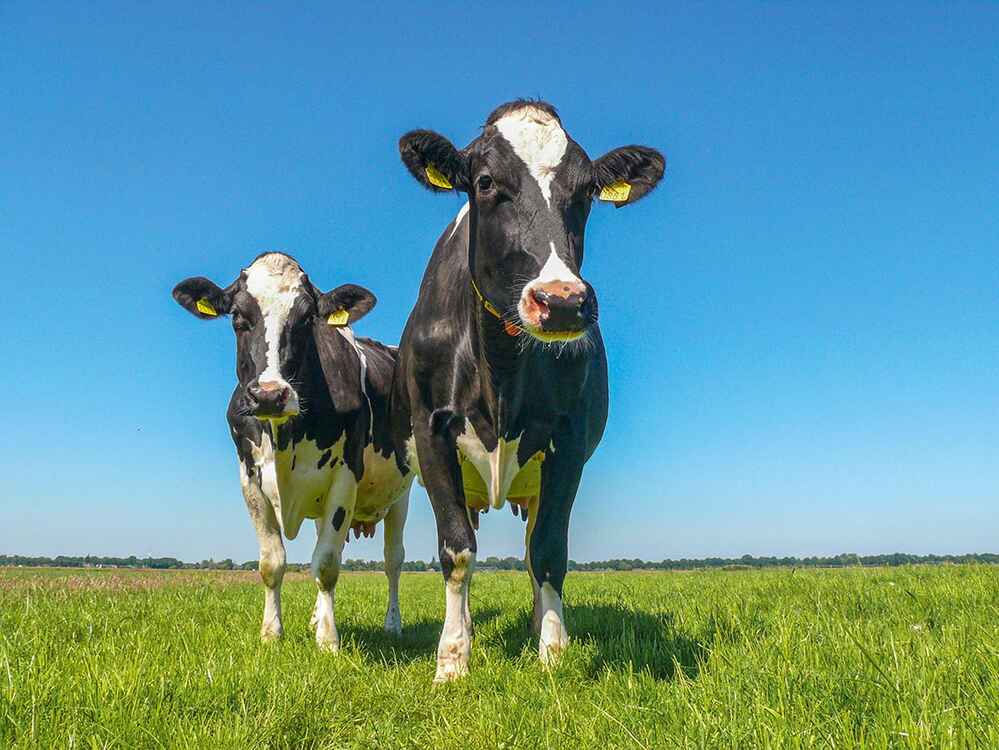 Ciepłe dni sprzyjają wahaniom ph u krów mlecznych